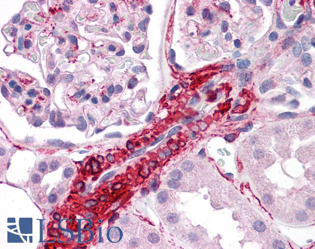 Anti-CARD10 antibody IHC of human kidney. Immunohistochemistry of formalin-fixed, paraffin-embedded tissue after heat-induced antigen retrieval. Antibody LS-B4698 concentration 5 ug/ml.