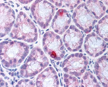 Localization of the antibody as the precipitated red signal, with a hematoxylin purple nuclear counterstain in neuroendocrine cells and intestinal epithelium of the mouse colon