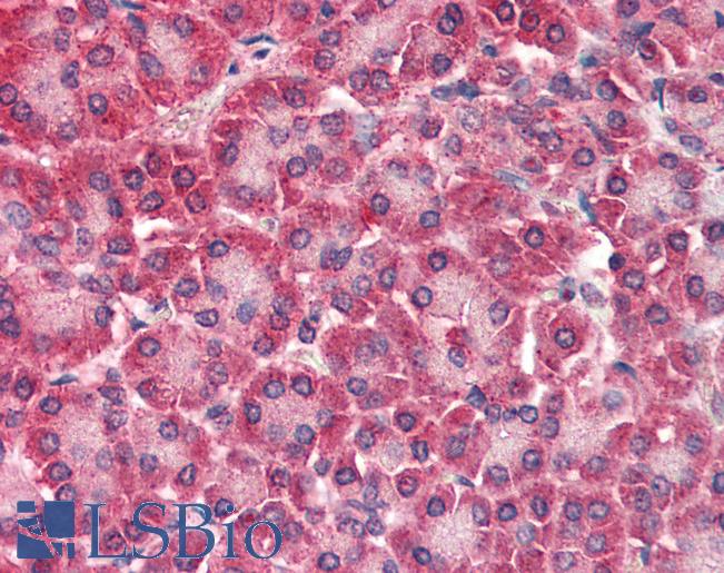 Anti-CARD6 antibody IHC of human pancreas. Immunohistochemistry of formalin-fixed, paraffin-embedded tissue after heat-induced antigen retrieval. Antibody LS-B2281 concentration 5 ug/ml.