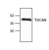Western blot of CARD8 / TUCAN antibody LS-C48643.