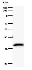 Western blot of immunized recombinant protein using CARD8 antibody.
