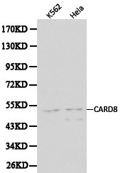 Western blot of CARD8 pAb in extracts from K562 and Hela cells.