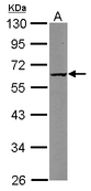 Sample (30 ug of whole cell lysate) A: Raji 10% SDS PAGE CARD8 antibody diluted at 1:1000