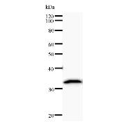 Western blot analysis of immunized recombinant protein, using anti-CARD8 monoclonal antibody.
