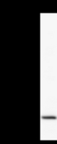 Detection of human CARD8 by Western blot. Samples: Whole cell lysate (50 ug) from HeLa cells. Predicted molecular weight: 48 kDa