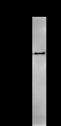 Immunoprecipitation: RIPA lysate of HeLa cells was incubated with anti-CARD8 mAb. Predicted molecular weight: 48 kDa