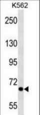 ALS2CR8 Antibody western blot of K562 cell line lysates (35 ug/lane). The ALS2CR8 antibody detected the ALS2CR8 protein (arrow).