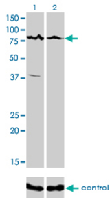 Western blot of ALS2CR8 over-expressed 293 cell line, cotransfected with ALS2CR8 Validated Chimera RNAi (Lane 2) or non-transfected control (Lane 1). Blot probed with ALS2CR8 monoclonal antibody, clone 2A3. GAPDH ( 36.1 kD ) used as specificity and loading control.
