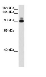 Fetal Heart Lysate
