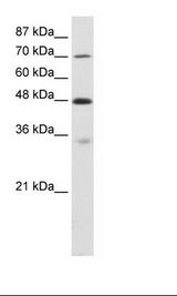 HepG2 Cell Lysate
