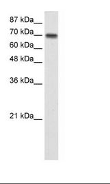 HepG2 Cell Lysate