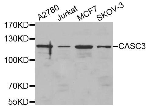 Western blot analysis of extracts of various cell lines, using CASC3 antibody.