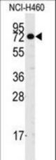 Western blot of anti-CASC3 Antibody (Y181) in NCI-H460 cell line lysates (35 ug/lane). CASC3(arrow) was detected using the purified antibody.