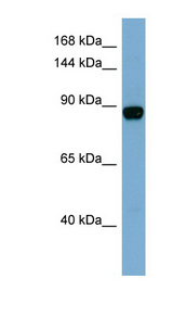 CASD1 antibody LS-C107727 Western blot of THP-1 cell lysate.