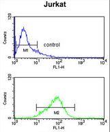 CASD1 Antibody flow cytometry of Jurkat cells (bottom histogram) compared to a negative control cell (top histogram). FITC-conjugated goat-anti-rabbit secondary antibodies were used for the analysis.