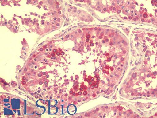 Anti-CASKIN2 antibody IHC staining of human testis. Immunohistochemistry of formalin-fixed, paraffin-embedded tissue after heat-induced antigen retrieval. Antibody LS-B9593 concentration 5 ug/ml.