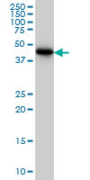 CRTAP monoclonal antibody (M01), clone 4D9 Western blot of CRTAP expression in HeLa.