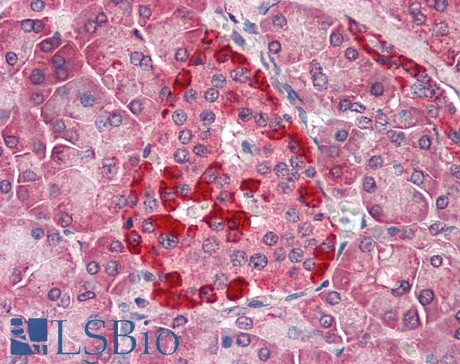 Anti-Caspase 1 antibody IHC of human pancreas. Immunohistochemistry of formalin-fixed, paraffin-embedded tissue after heat-induced antigen retrieval. Antibody LS-B3200 concentration 5 ug/ml.