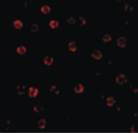 Immunofluorescence of Caspase-1 in HeLa cells with Caspase-1 antibody at 20 ug/ml.