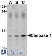 Western blot of caspase-1 in HeLa cell lysate with caspase-1 antibody at (A) 0.5, (B) 1, and (C) 2 ug/ml.