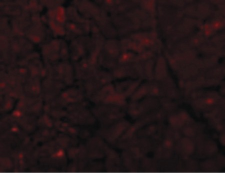 Immunofluorescence of Caspase-12 in Human Heart cells with Caspase-12 antibody at 10 ug/ml.