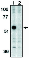 Western blot of anti-Capase-12 (IN) antibody at1 ug/ml on mouse brain tissue in the absence (1) and presence (2) of blocking peptide.