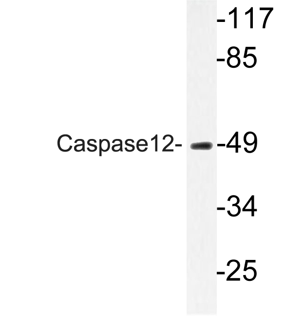 Western blot of Caspase12 (P99) pAb in extracts from HUVEC cells.