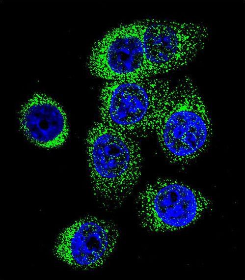 Confocal immunofluorescent of CASP12 Antibody with 293 cell followed by Alexa Fluor 488-conjugated goat anti-rabbit lgG (green). DAPI was used to stain the cell nuclear (blue).