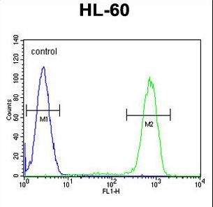 CASP12 Antibody flow cytometry of HL-60 cells (right histogram) compared to a negative control cell (left histogram). FITC-conjugated goat-anti-rabbit secondary antibodies were used for the analysis.