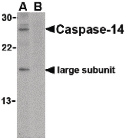 Western blot of caspase-14 in Jurkat cell lysate in the (A) absence or (B) presence of blocking peptide with caspase-14 antibody at 1 ug/ml.