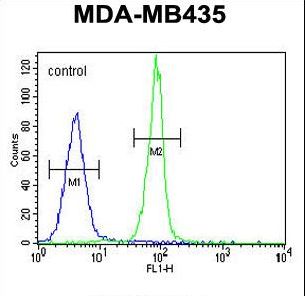 CASP3 Antibody flow cytometry of MDA-MB435 cells (right histogram) compared to a negative control cell (left histogram). FITC-conjugated goat-anti-rabbit secondary antibodies were used for the analysis.