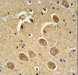 CASP3(Asp175) Antibody IHC of formalin-fixed and paraffin-embedded human brain tissue followed by peroxidase-conjugated secondary antibody and DAB staining.