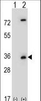 Western blot of CASP3 (arrow) using rabbit polyclonal CASP3 Antibody. 293 cell lysates (2 ug/lane) either nontransfected (Lane 1) or transiently transfected (Lane 2) with the CASP3 gene.