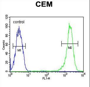 CASP3(Asp175) Antibody flow cytometry of CEM cells (right histogram) compared to a negative control cell (left histogram). FITC-conjugated goat-anti-rabbit secondary antibodies were used for the analysis.