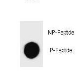 Dot blot of Phospho-mouse CASP3-S26 Antibody Phospho-specific antibody on nitrocellulose membrane. 50ng of Phospho-peptide or Non Phospho-peptide per dot were adsorbed. Antibody working concentrations are 0.6ug per ml.