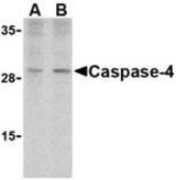 Western blot of caspase-4 in human spleen cells with caspase-4 antibody at (A) 1 and (B) 2 g/ml