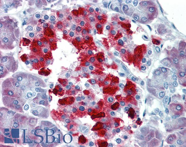 Anti-CASP4 / Caspase 4 antibody IHC of human pancreas. Immunohistochemistry of formalin-fixed, paraffin-embedded tissue after heat-induced antigen retrieval. Antibody LS-B3789 concentration 5 ug/ml.