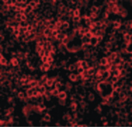 Immunofluorescence of Caspase-4 in Mouse Spleen 100 cells with Caspase-4 antibody.