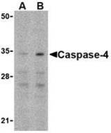 Western blot of caspase-4 in Ramos cells with caspase-4 antibody at (A) 0.5 and (B) 1 ug/ml.