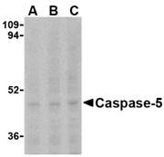 Western blot of caspase-5 in Ramos cells with caspase-5 antibody at (A) 0.5, (B) 1, and (C) 2 ug/ml.