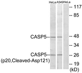 Western blot of extracts from HeLa/A549 cells, treated with etoposide 25 uM 24h, using Caspase 5 (p20, Cleaved-Asp121) Antibody. The lane on the right is treated with the synthesized peptide.