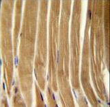 CASP5 Antibody immunohistochemistry of formalin-fixed and paraffin-embedded human skeletal muscle followed by peroxidase-conjugated secondary antibody and DAB staining.