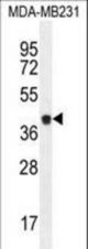 CASP5 Antibody western blot of MDA-MB231 cell line lysates (35 ug/lane). The CASP5 antibody detected the CASP5 protein (arrow).