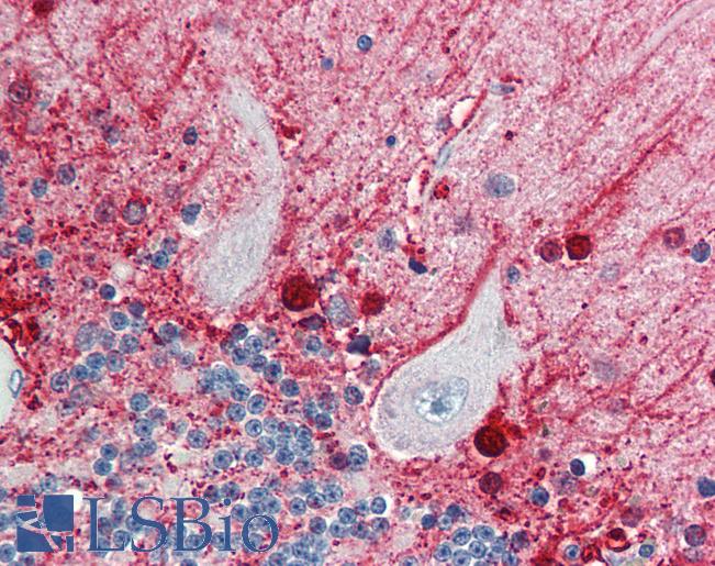 Anti-CASP5 / Caspase 5 antibody IHC of human brain, cerebellum. Immunohistochemistry of formalin-fixed, paraffin-embedded tissue after heat-induced antigen retrieval. Antibody LS-B476 concentration 5 ug/ml.