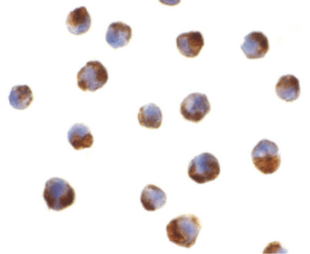 Immunocytochemistry of caspase-5 in P815 cells with caspase-5 antibody at 2 ug/ml.