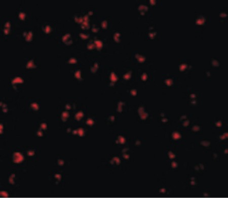 Immunofluorescence of Caspase-5 in P815 cells with Caspase-5 antibody at 2 ug/ml.
