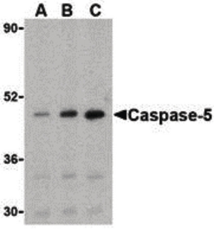 Western blot of caspase-5 in Ramos cells with caspase-5 antibody at (A) 0.5, (B) 1, and (C) 2 ug/ml.