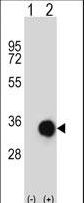 Western blot of CASP6 (arrow) using rabbit polyclonal CASP6 Antibody. 293 cell lysates (2 ug/lane) either nontransfected (Lane 1) or transiently transfected (Lane 2) with the CASP6 gene.