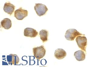 Immunocytochemistry of caspase-8 in Jurkat cells with caspase-8 antibody at 2 µg/ml.