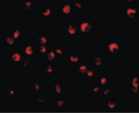 Immunofluorescence of Caspase-8 in Jurkat cells with Caspase-8 antibody at 20 ug/ml.